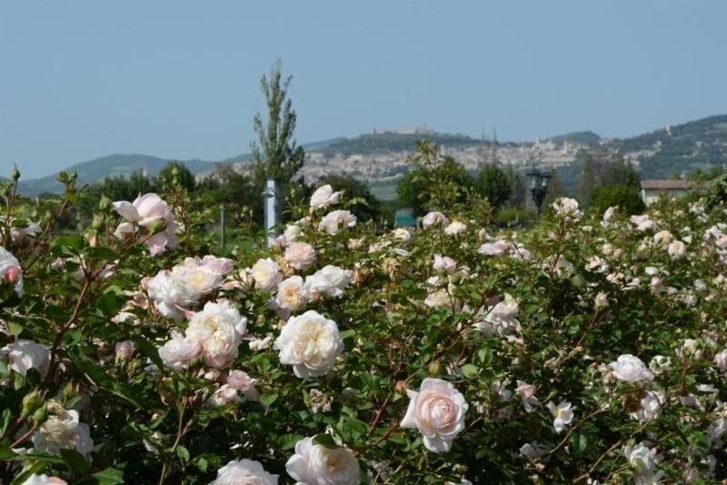 Il Fienile Di Assisi image
