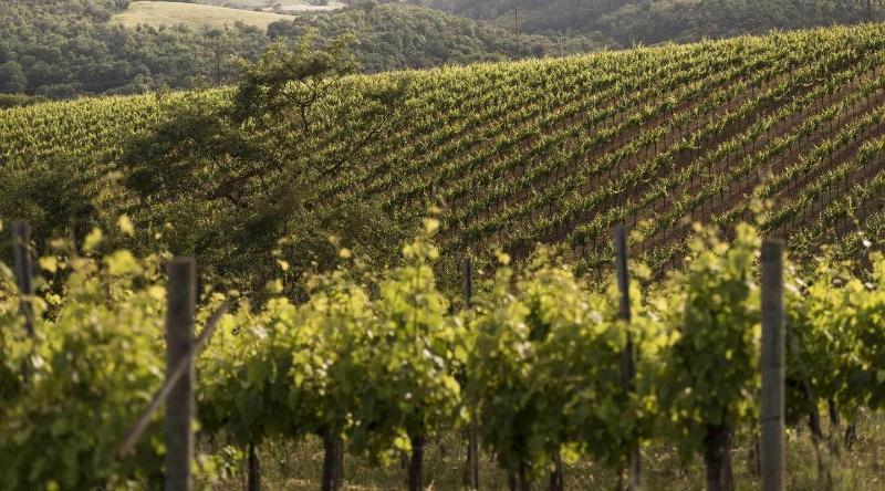 Agriturismo Pomonte image