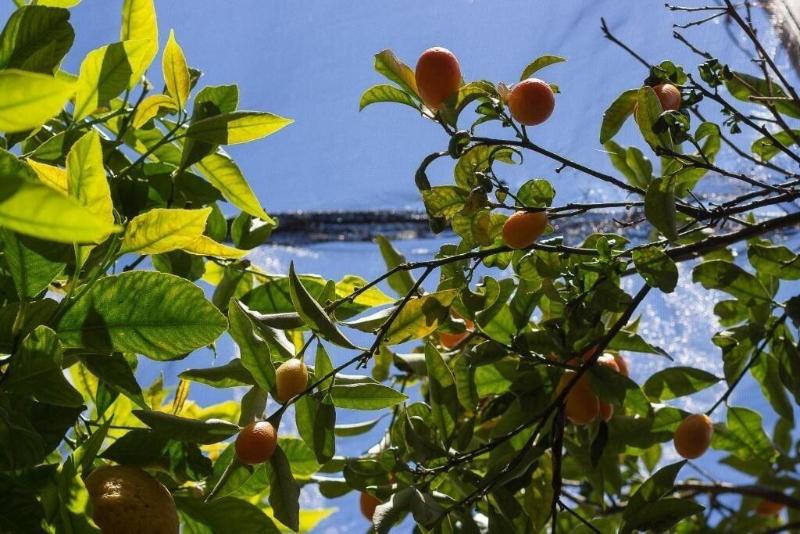 B&B La Zagara - Image 1