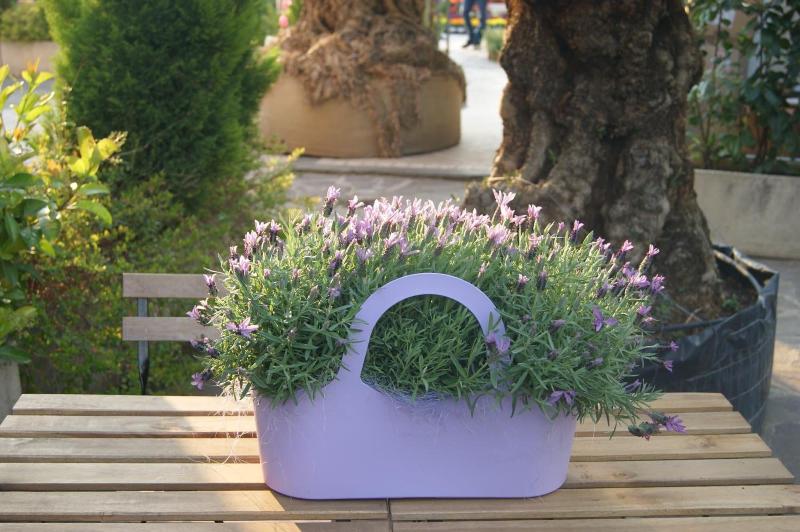 Residenza I Ciclamini image