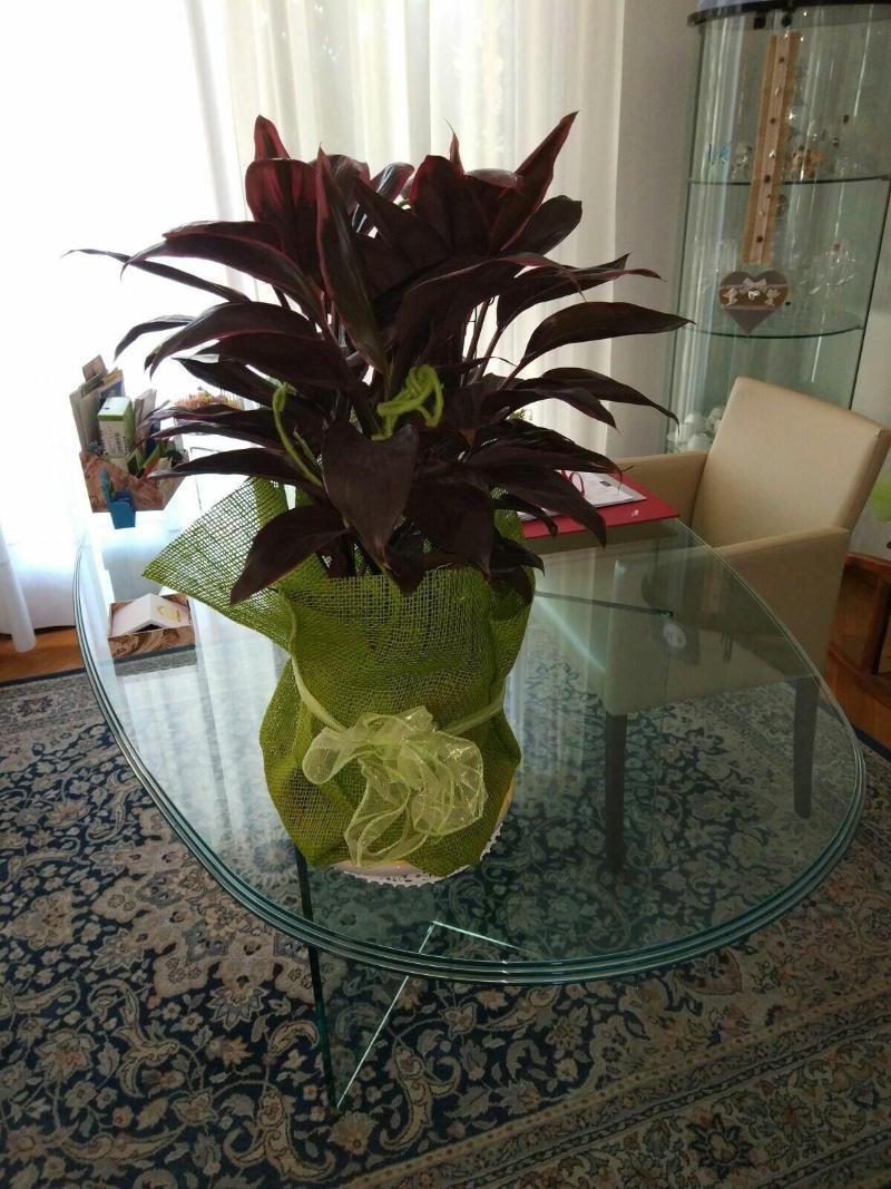 Marinella B image