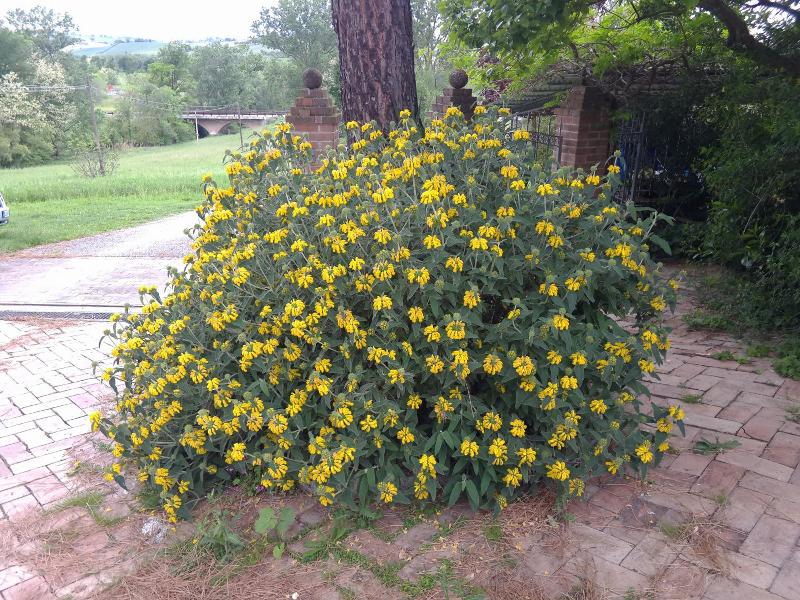 Agriturismo Bosimano image