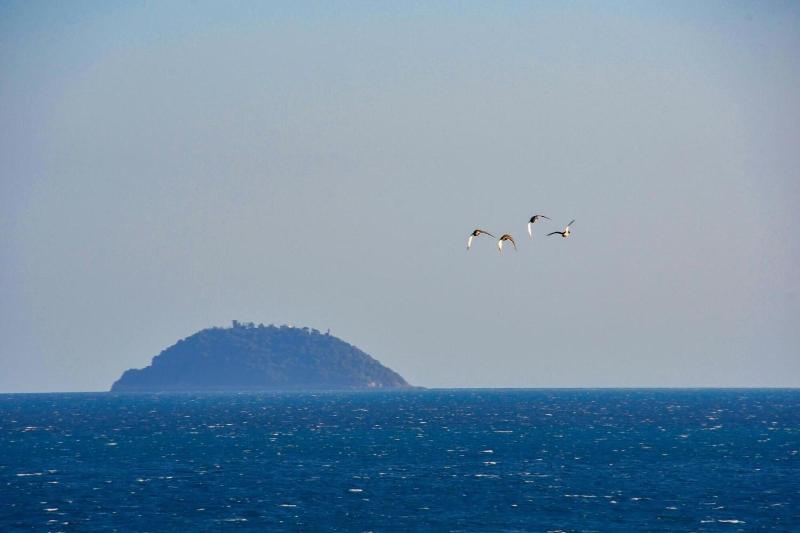 Vela  D'oro image