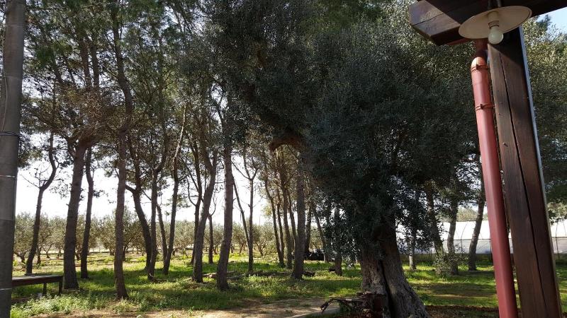 Tenuta Cavalieri image