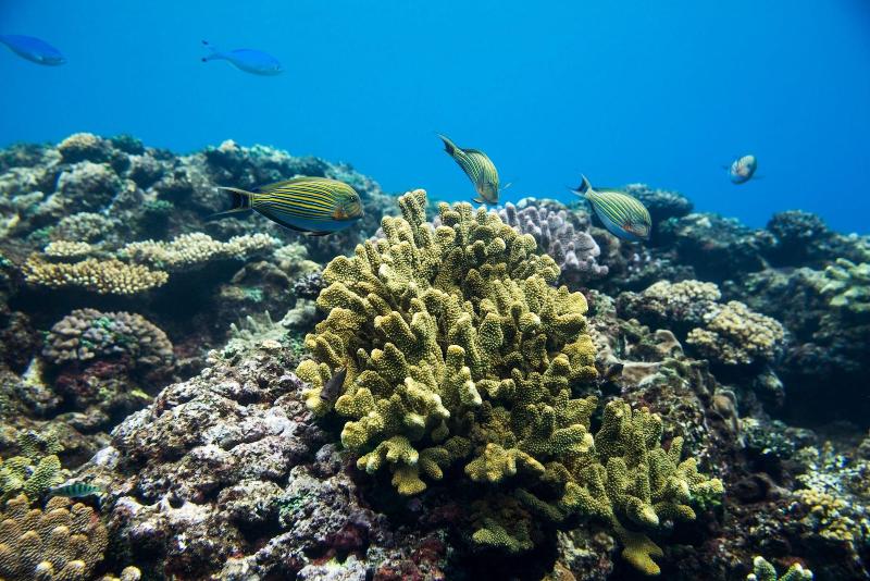 Savasi Island Resort image