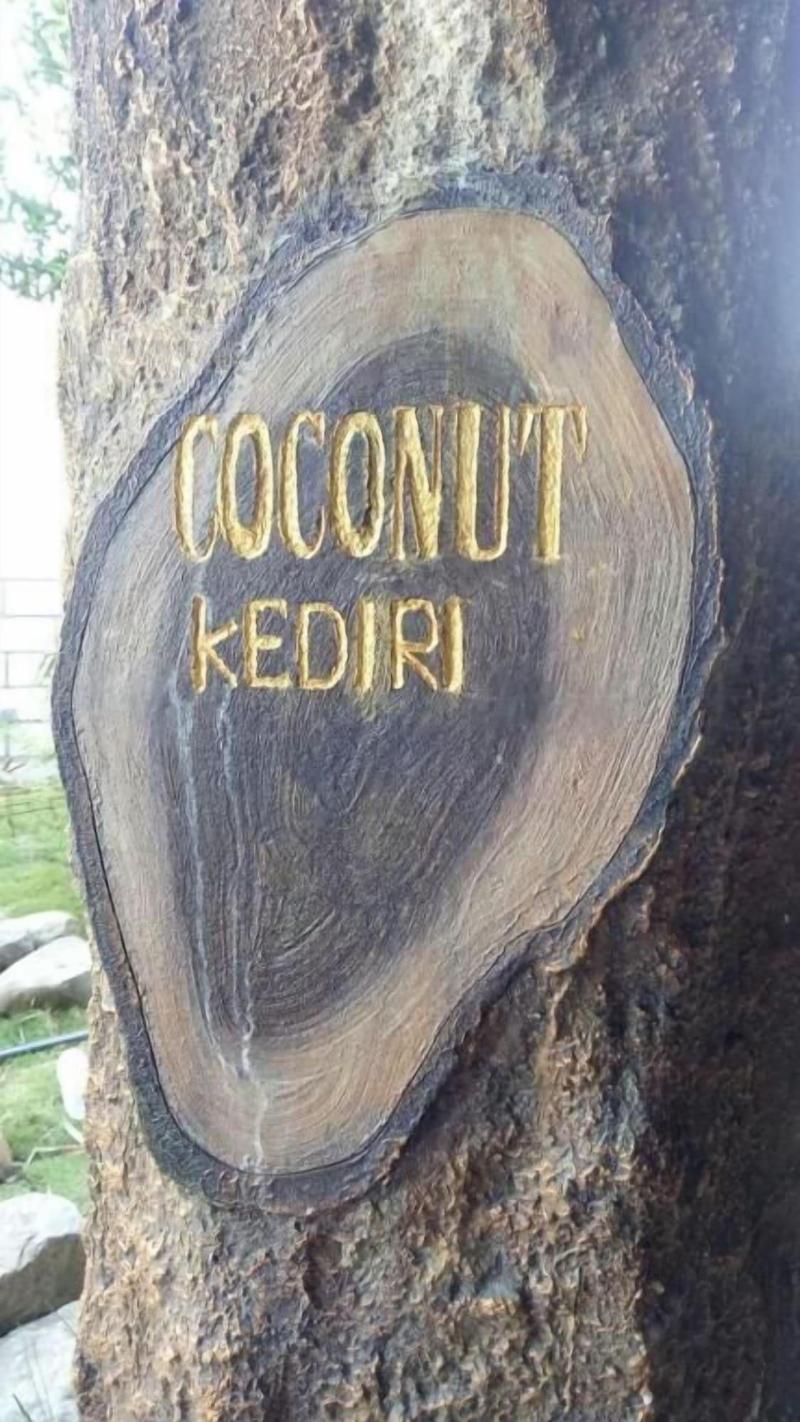 Coconut Hotel — general view