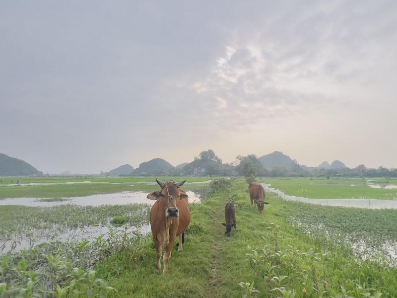 Ninh Binh Family Homestay image