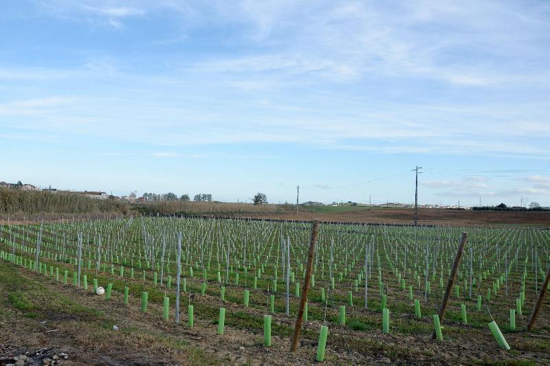 Quinta Da Pontinha image