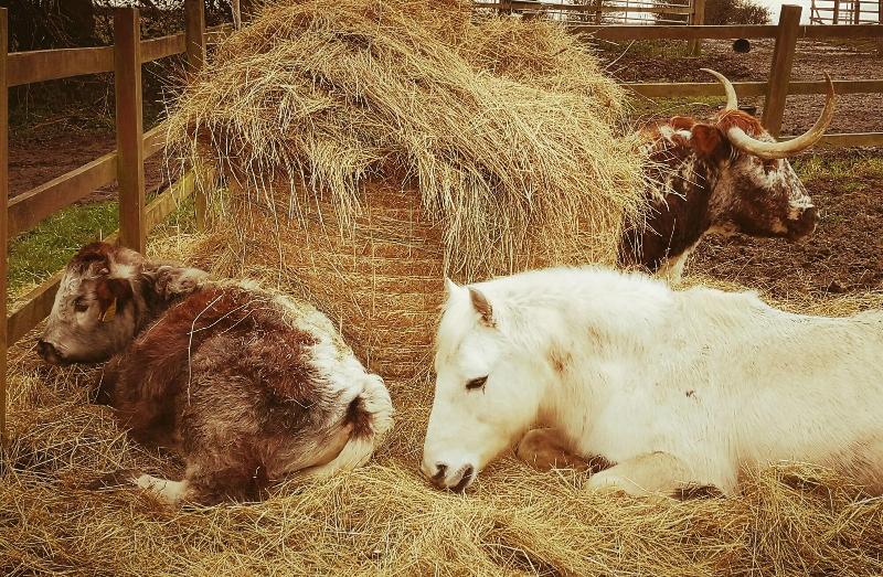 Brampton Dales Farm Bed And Breakfast image