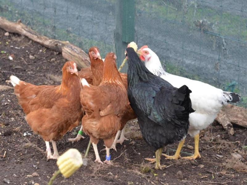 Home Farm image