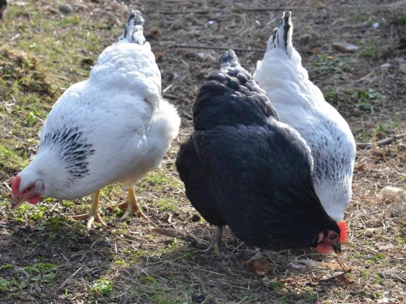 Home Farm image