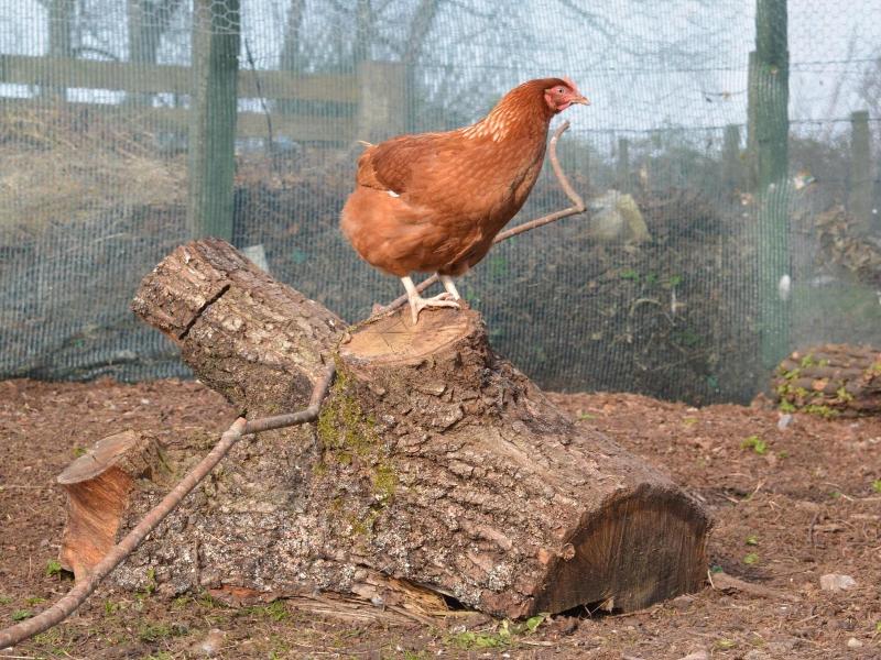 Home Farm image