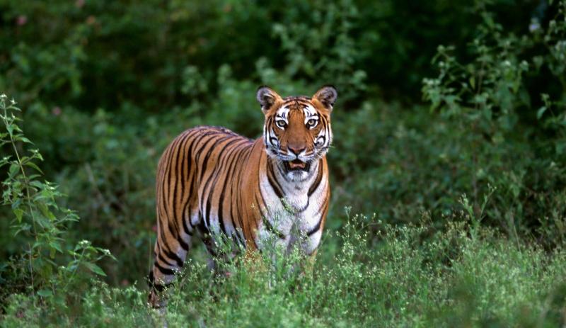 Evolve Back, Kabini
