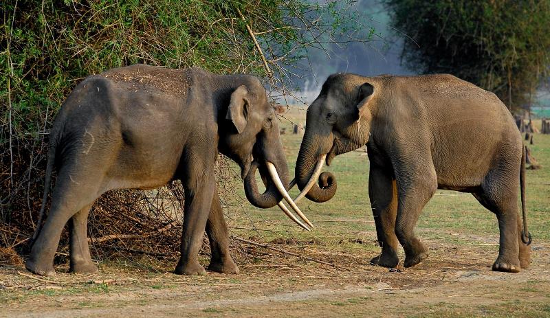 Evolve Back, Kabini