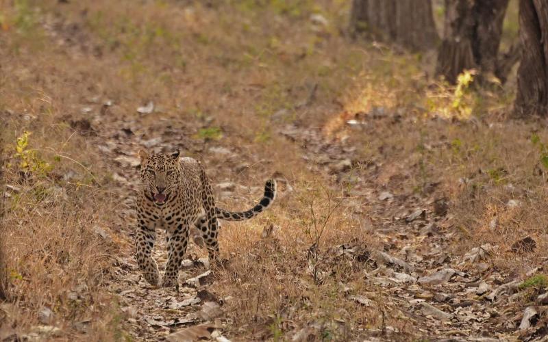 Evolve Back, Kabini