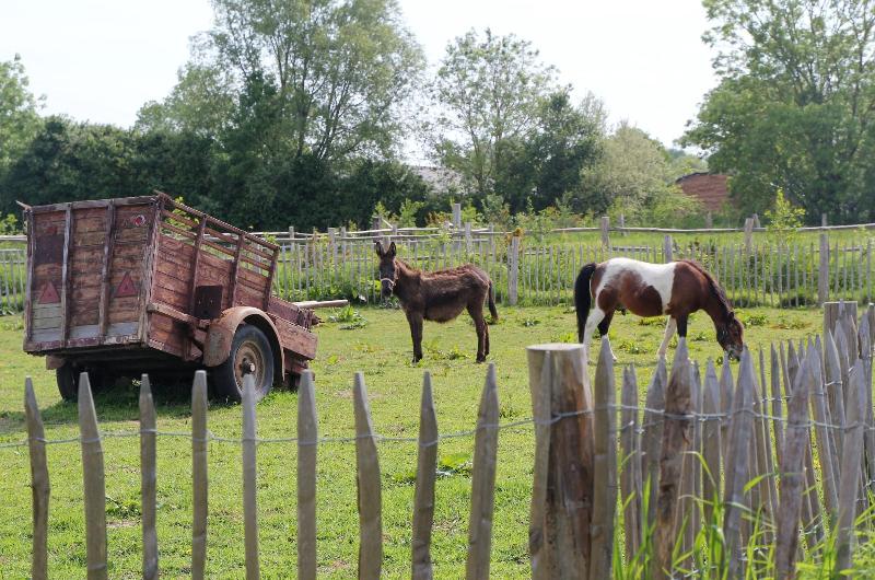 Ferme Hay Day image