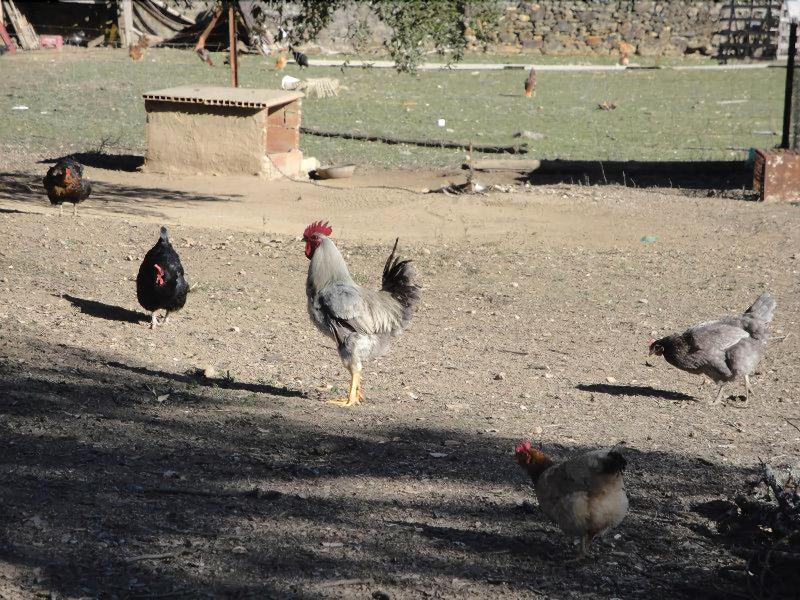 Casa Rural Sierra San Mamede 3