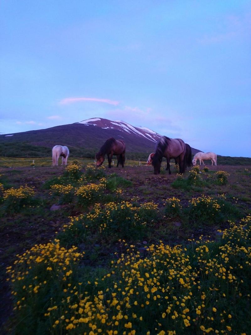 Stóra Sandfell Rooms and Cottages image