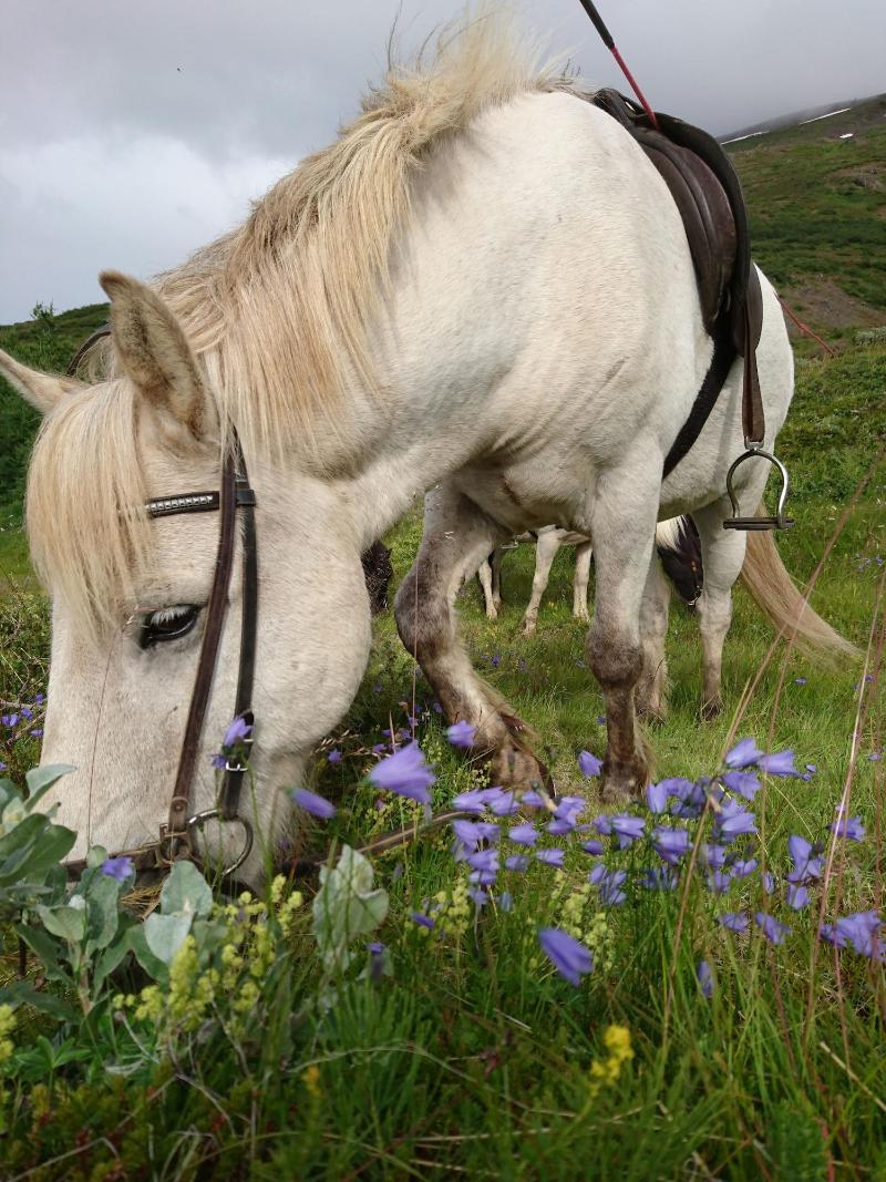 Stóra Sandfell Rooms and Cottages image