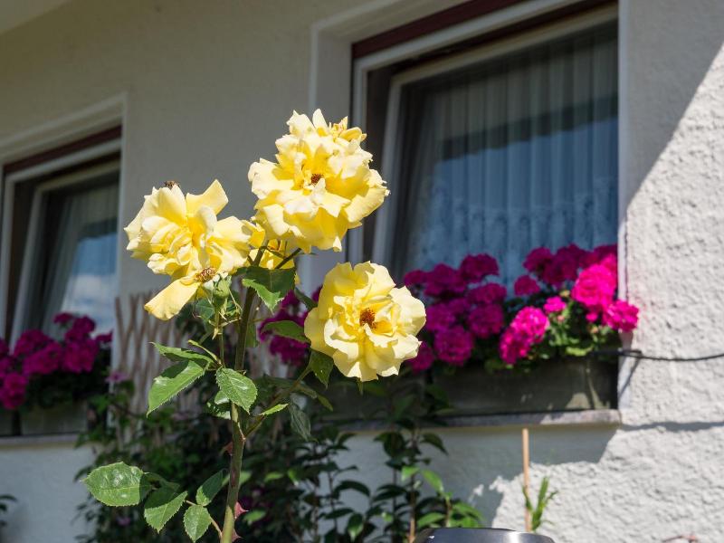 Guesthouse Pension Grafenstein image