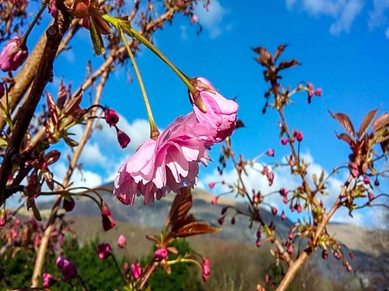 Padarn Hotel image