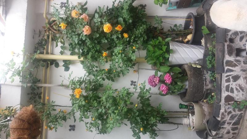 Hanok Guest House 201