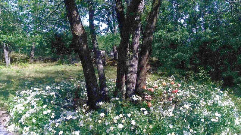 Boscoscuro — photo 3