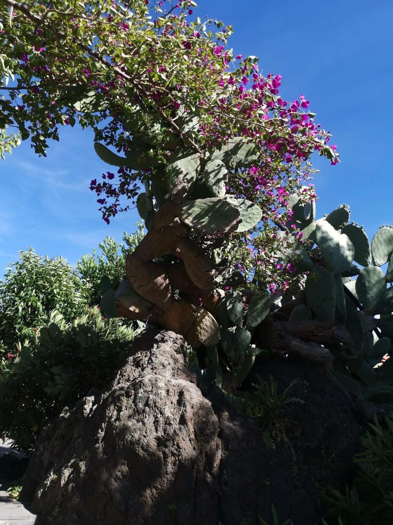 La Fattoria dei Nonni Resort dell'Etna image