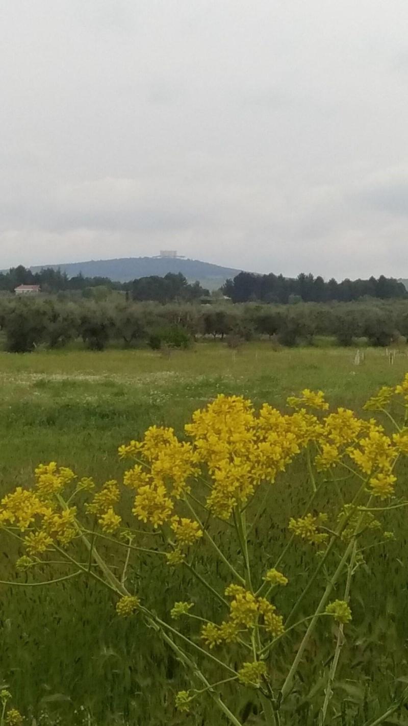 I Muretti A Secco — general view