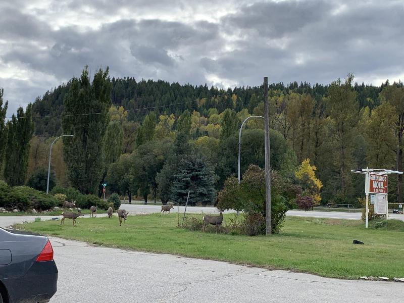 Greenview Motel And Rv Park image