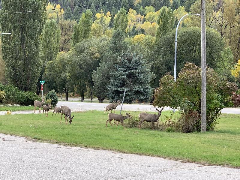Greenview Motel And Rv Park image