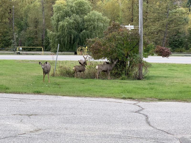 Greenview Motel And Rv Park image
