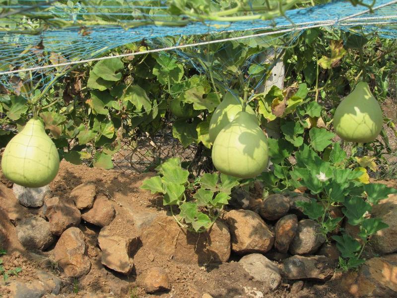 Anil Farm House