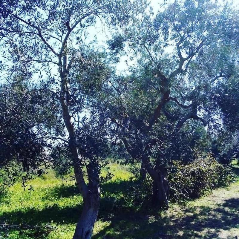 Verdeoliva Bed & Breakfast image