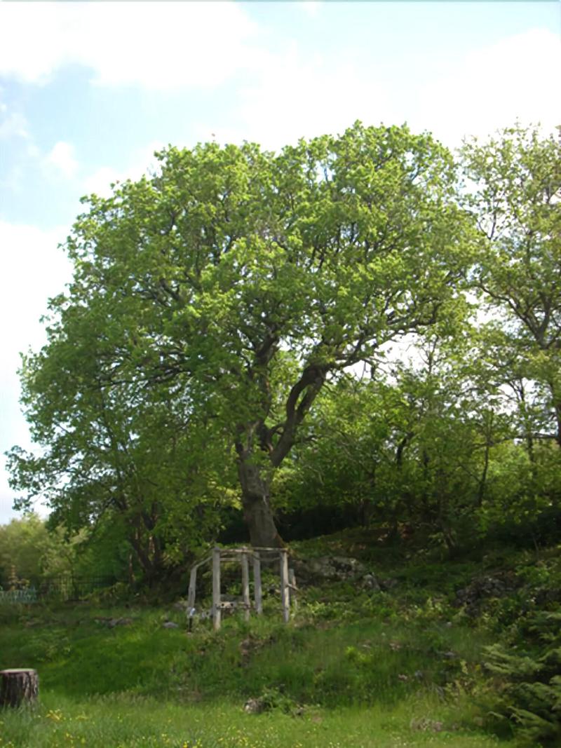 Le Roghete image