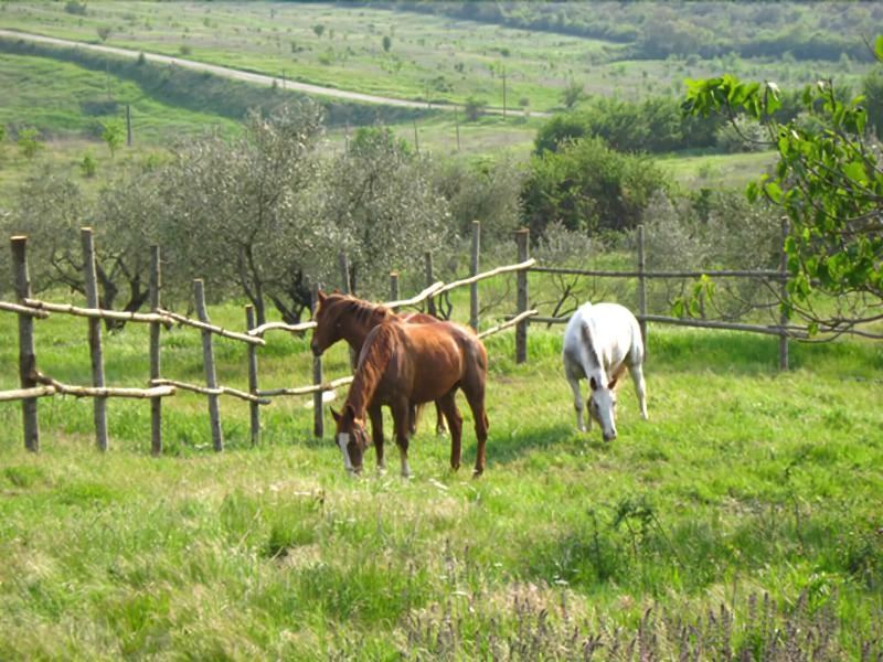 Le Roghete image