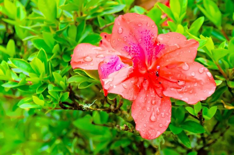 Starlight Chalet image