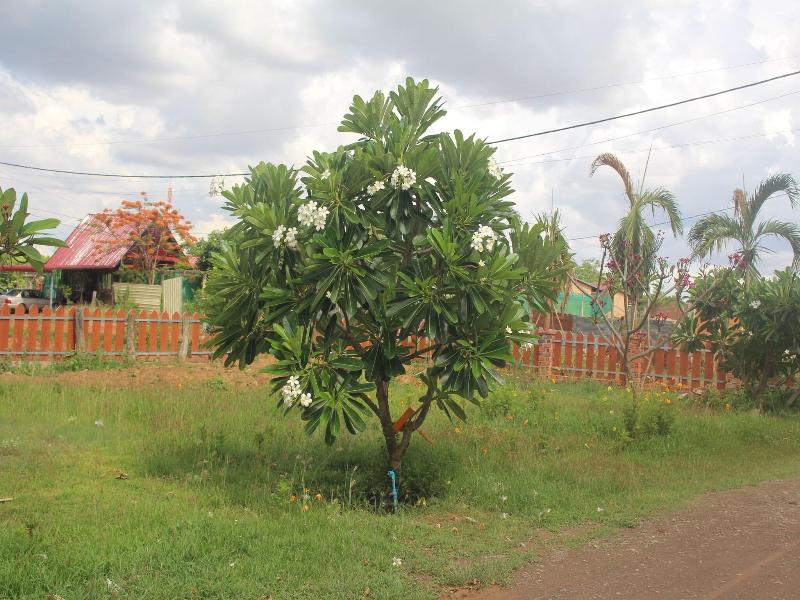 Ramchang Guesthouse image