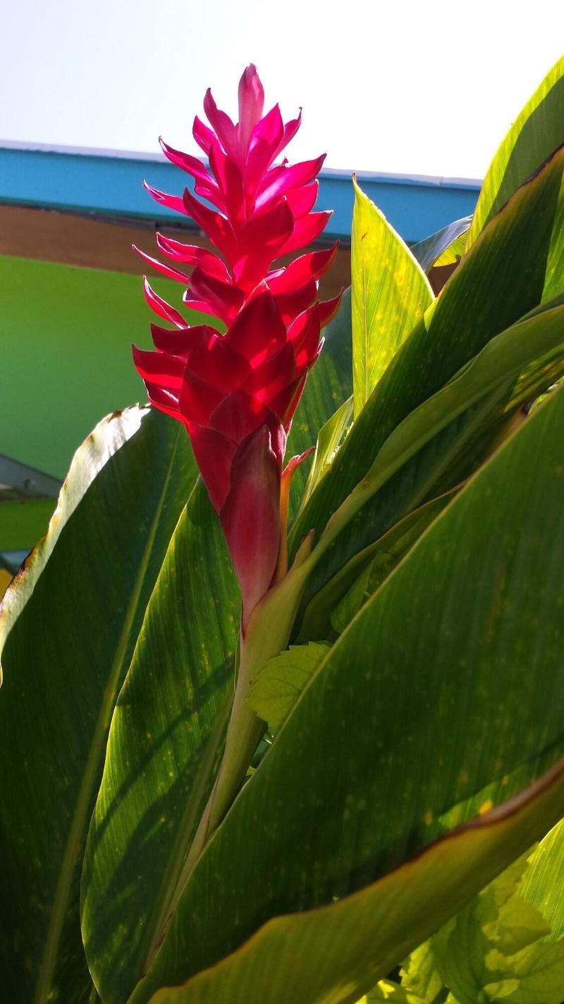 Eldemire's Tropical Island Inn — photo 2