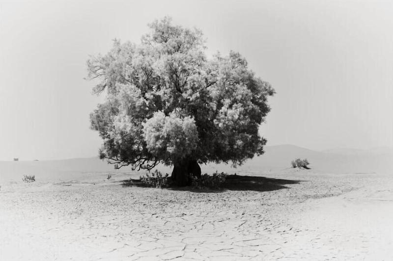 Khamlia Desert Bed & Breakfast image