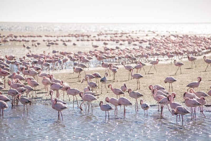 Flamingo Villa Boutique Hotel image