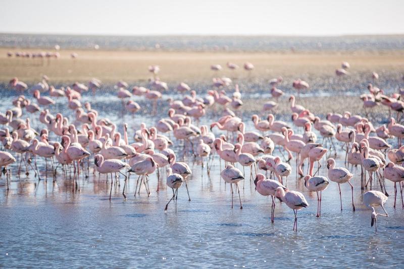 Flamingo Villa Boutique Hotel image