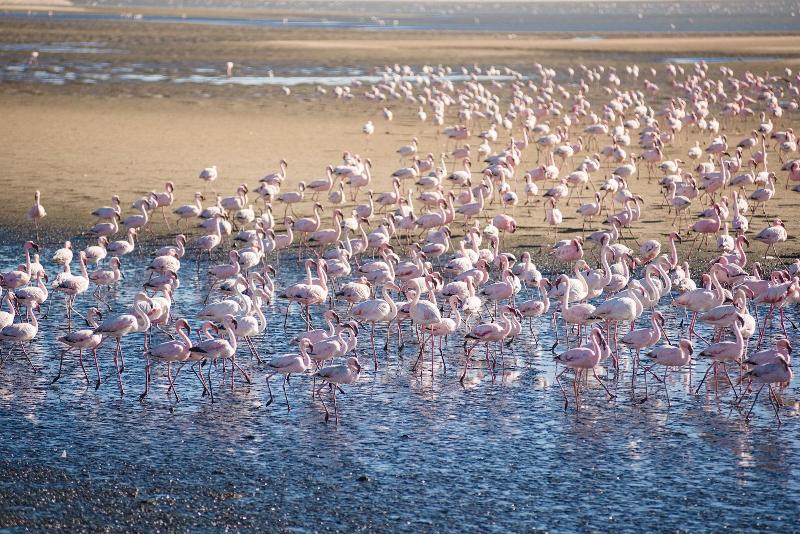 Flamingo Villa Boutique Hotel image