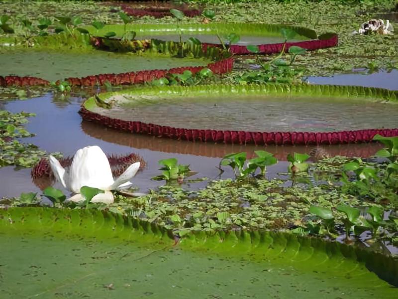 Kurupira Cabin Floating image