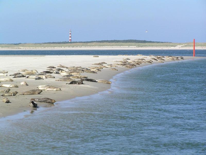 Sier Aan Zee image
