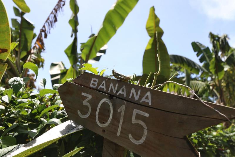 Palau Plantation Resort image