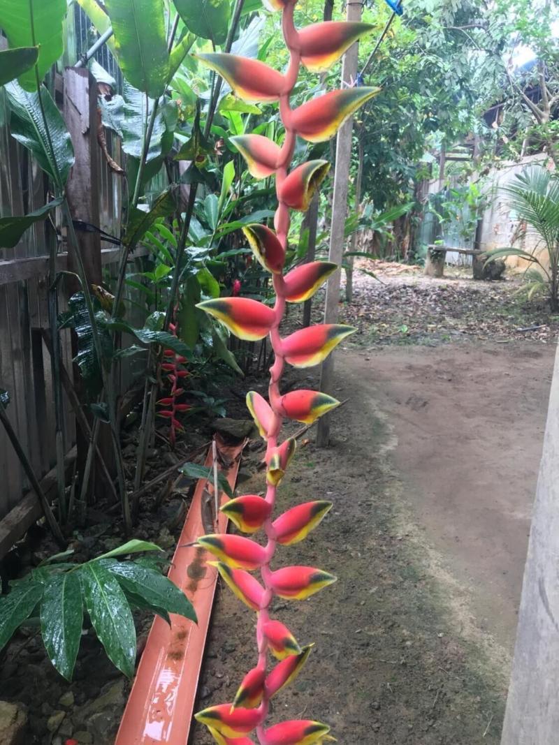 Ayahuaska — photo 2