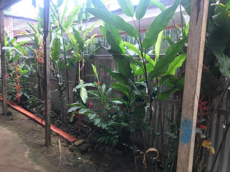 Ayahuaska — photo 3