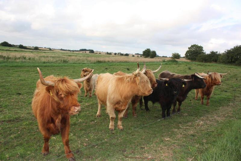 Bremsmaj Farm Holiday image