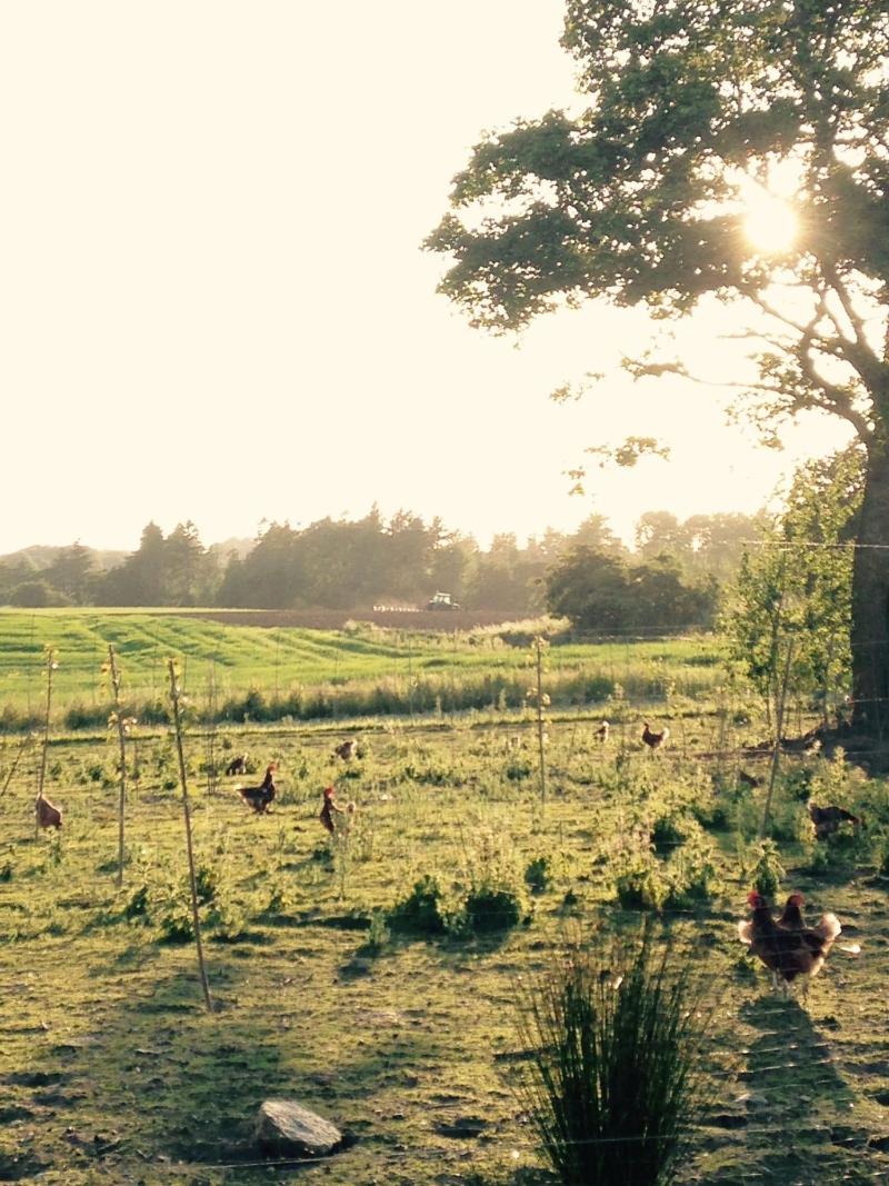 Bremsmaj Farm Holiday image